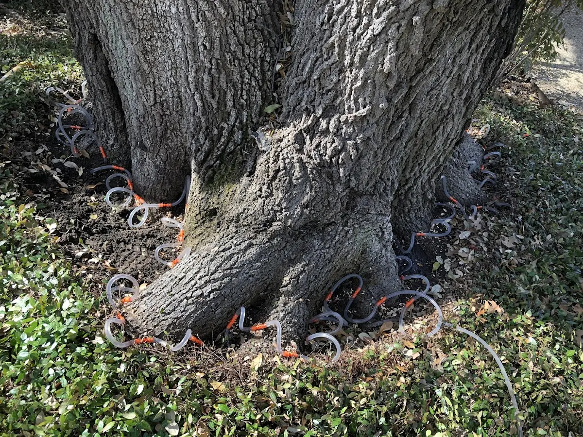 Detailed Tree Cabling and Bracing job site in Orofino